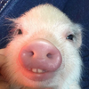 fbb2d4897a573029cfdd1942d1fb2048.png