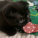 Shelpi