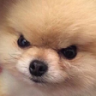 :angreydoggo: