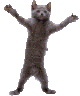 :Dancing_Cat: