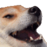 :dogekek: