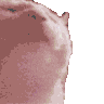 :CatParty: