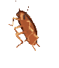 :DancingCockroach: