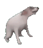 :Dance_dogdance: