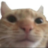 :SwagCat: