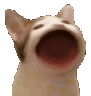 :PopCat: